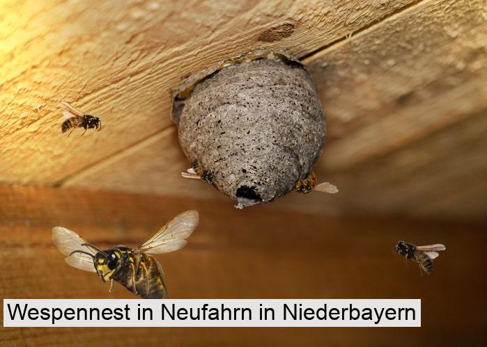 Wespennest in Neufahrn in Niederbayern